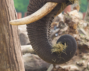 Image showing Elephant eating grass 