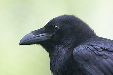 Image showing Common Raven portrait 