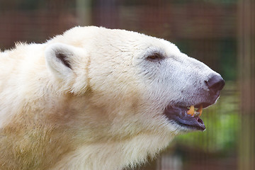 Image showing Close-up of a polarbear