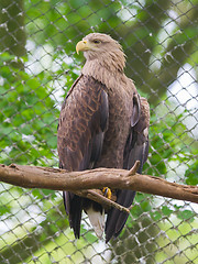 Image showing White tailed Eagle