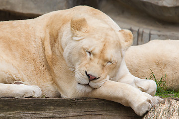 Image showing Female African white lion resting