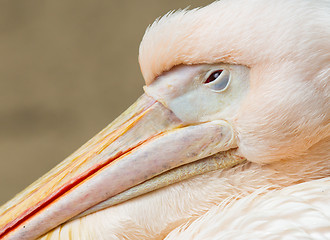 Image showing Adult pelican resting