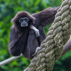 Image showing Lar Gibbon, or a white handed gibbon