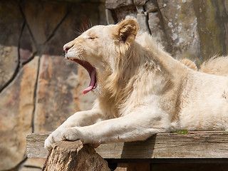 Image showing Female African white lion yawning