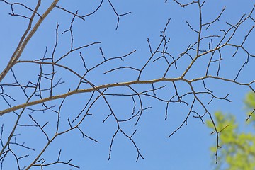 Image showing tree branch