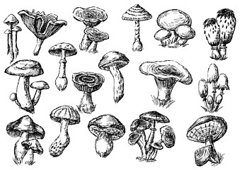 Image showing mushrooms