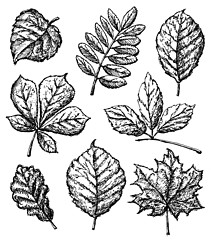 Image showing leaves