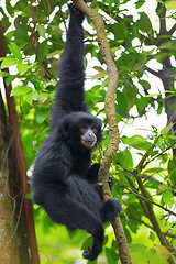 Image showing Siamang Gibbon