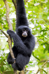 Image showing Siamang Gibbon