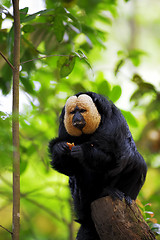 Image showing White-faced Saki Monkey