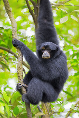 Image showing Siamang Gibbon