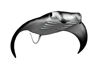 Image showing Manta Ray