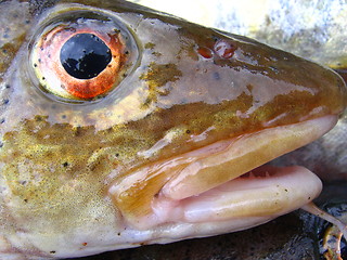 Image showing Fish