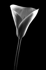 Image showing Calla in black and white