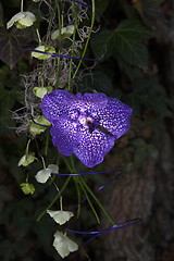 Image showing Orchid in violet