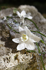 Image showing Bridal bouquet with jasmine