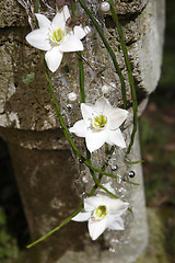 Image showing Bridal bouquet with jasmine