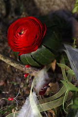 Image showing Red Ranunculus
