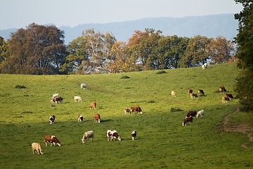 Image showing Cows on pasture 