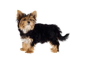 Image showing Yorkshire Terrier