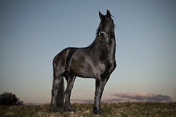 Image showing Black friesian horse