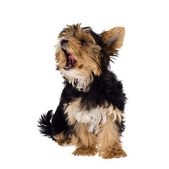 Image showing Yorkshire Terrier