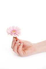 Image showing Female hand holding a pink flower