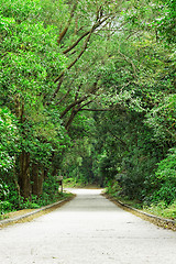 Image showing Asphalt road through the forest 