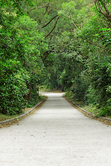 Image showing Asphalt road through the forest 