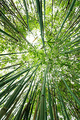 Image showing bamboo close up as background