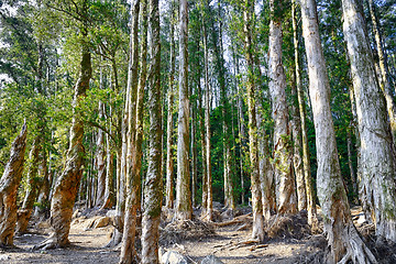 Image showing beautiful green forest