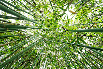 Image showing bamboo close up as background