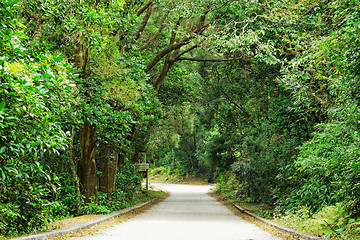 Image showing Asphalt road through the forest 