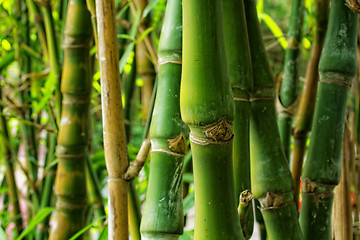 Image showing bamboo close up as background