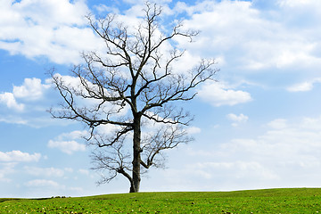 Image showing Green planet - Earth 