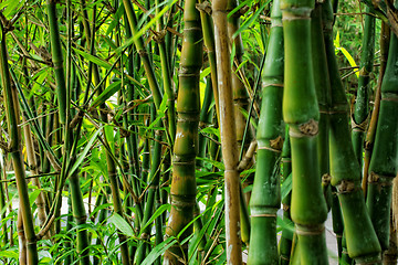 Image showing bamboo close up as background