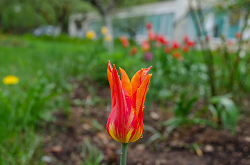 Image showing tulip with long pink petals dew drops in garden 