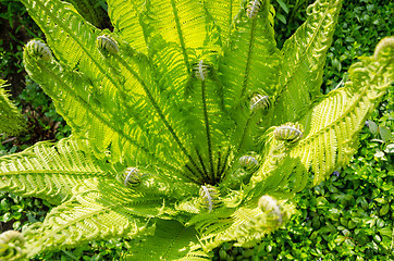 Image showing beautiful sunlit young green  fern 