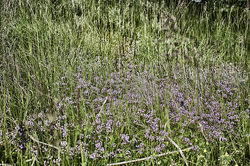 Image showing Green weeds and flowers background