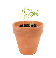 Image showing Endive seedlings in need of thinning in a terracotta flowerpot