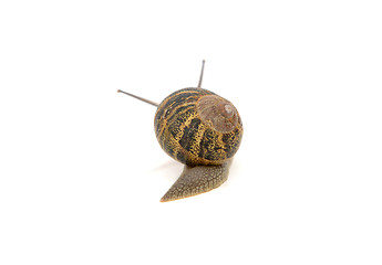 Image showing Snail with stripey shell slides away, tentacles visible above it