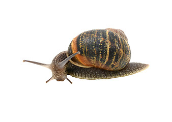 Image showing Garden snail with striped shell turning forwards inquisitively 