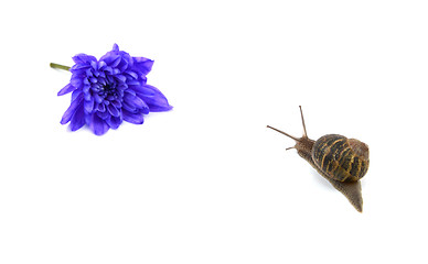 Image showing Garden snail heads towards a blue flower in the distance