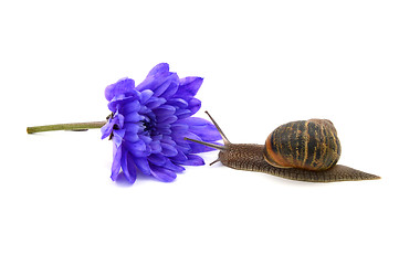 Image showing Snail approaches a cut blue chrysanthemum bloom