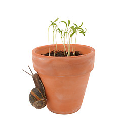 Image showing Garden pest, the snail crawls up a flowerpot towards tender seed