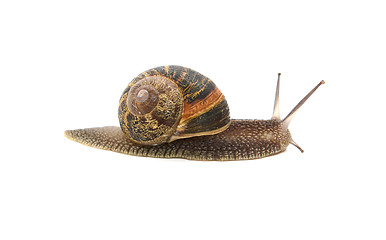 Image showing Profile of garden snail with boldly striped shell