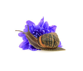 Image showing Garden pest, the snail, eats a blue chrysanthemum flower