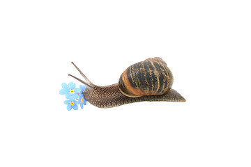 Image showing Garden snail exploring blue forget-me-not flowers