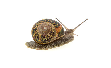 Image showing Garden snail crawling away