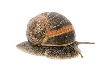 Image showing Closeup of garden snail emerging from its shell